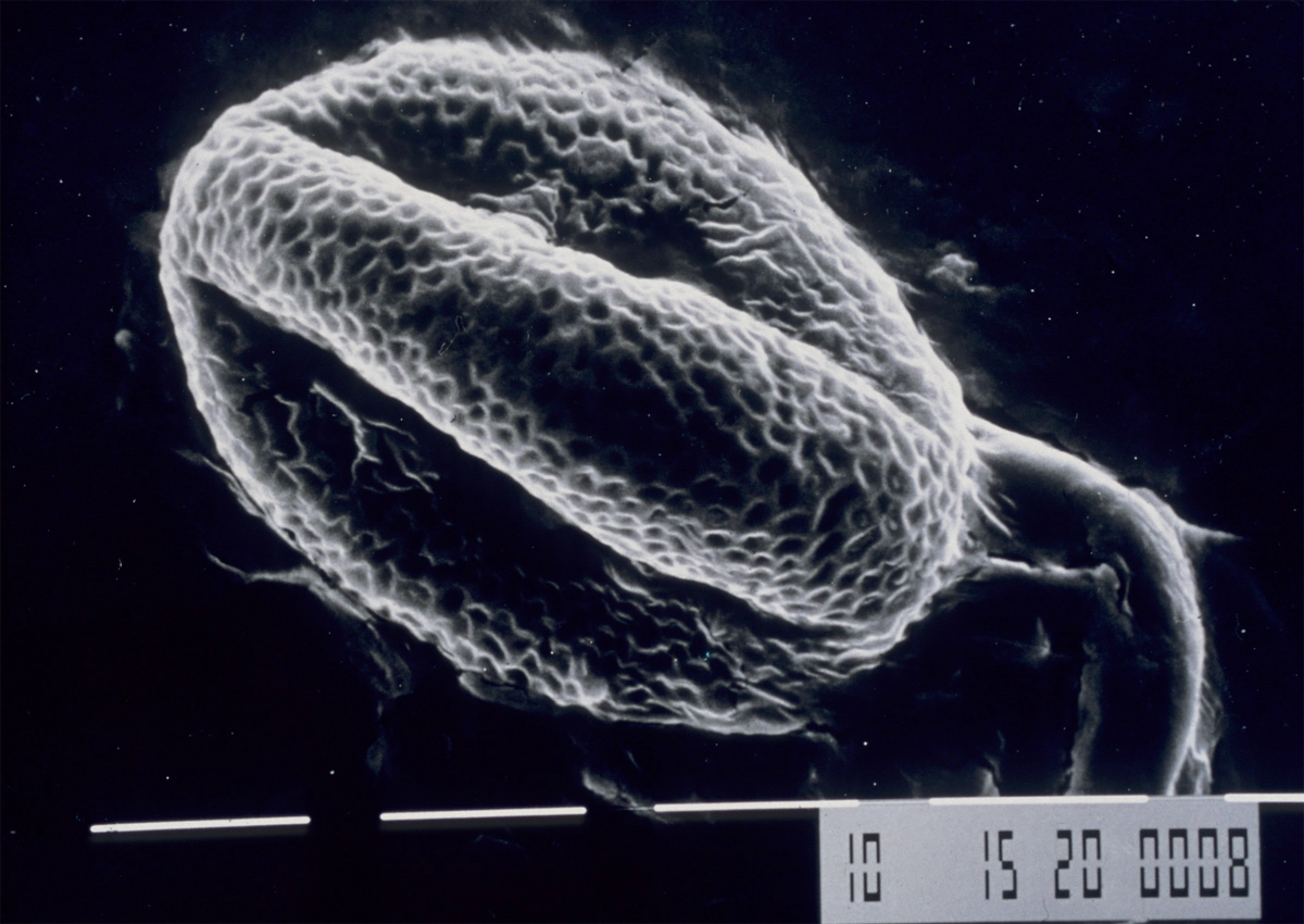 Grain de pollen sub-fossile de sarrasin "Fagopyrum esculentum" vu au microscope électronique d'une t